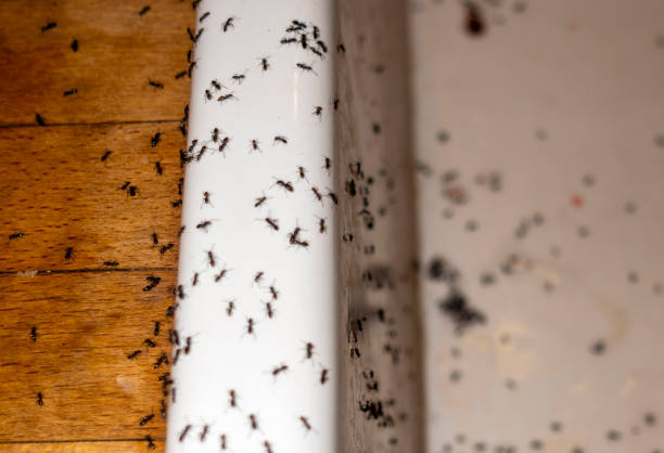 Best Best Pest Control Companies  in Okauchee Lake, WI
